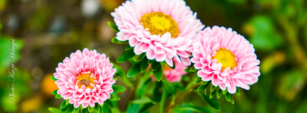 きれいな花には！