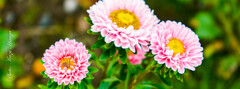 きれいな花には！