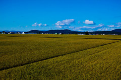 東川町の水田-2