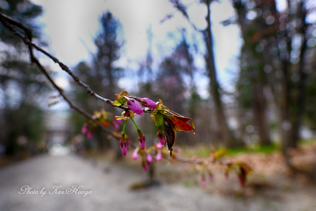 参道の山桜花