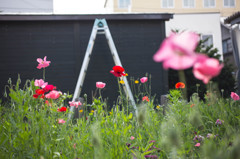 庭の花-3