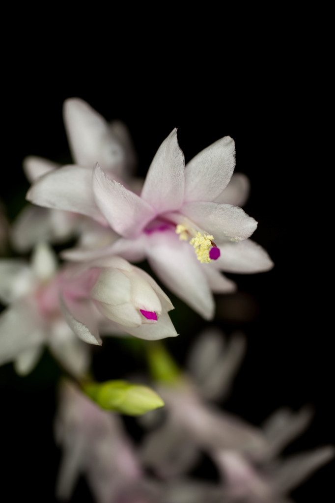 ジャコバサボテン、50mmMACRO