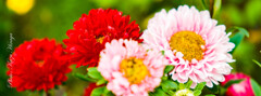 きれいな花には！