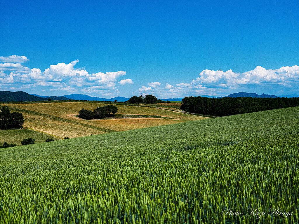 丘の麦畑