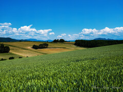 丘の麦畑