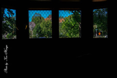 At a Frank Lloyd Wright Studio Tour