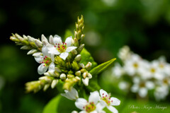 蕎麦の花
