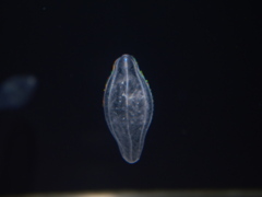 クラゲ水族館