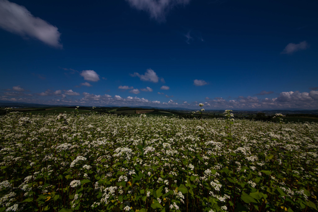 蕎麦畑と空