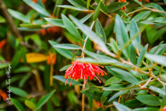 At a San Francisco Botanical Garden