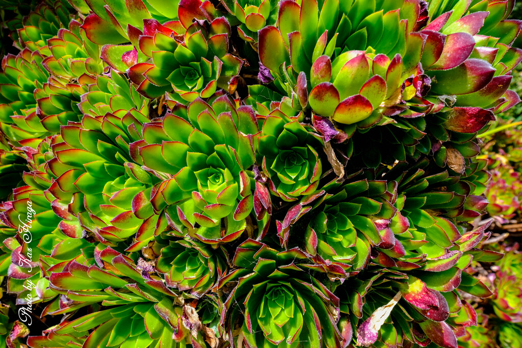 At a San Francisco Botanical Garden