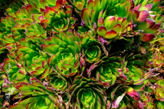 At a San Francisco Botanical Garden