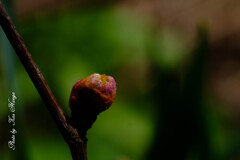 葡萄の新芽