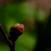葡萄の新芽