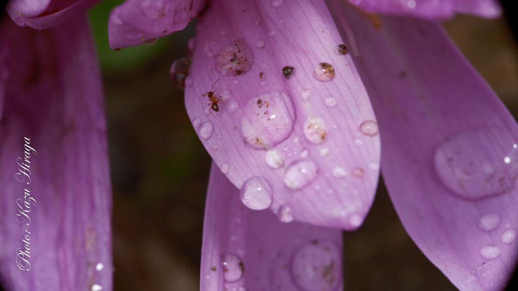 雨が上がって