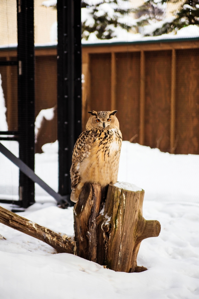 冬の旭山動物園、ミミズク