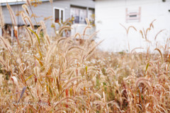 Scenery of autumn