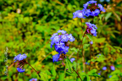 At a San Francisco Botanical Garden