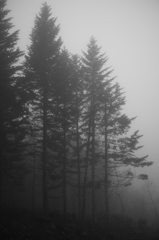 霧の中