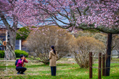 桜花の下