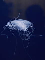 クラゲ水族館
