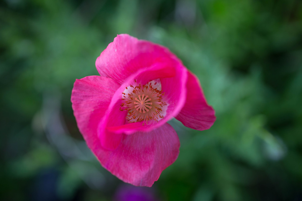 庭の花-1