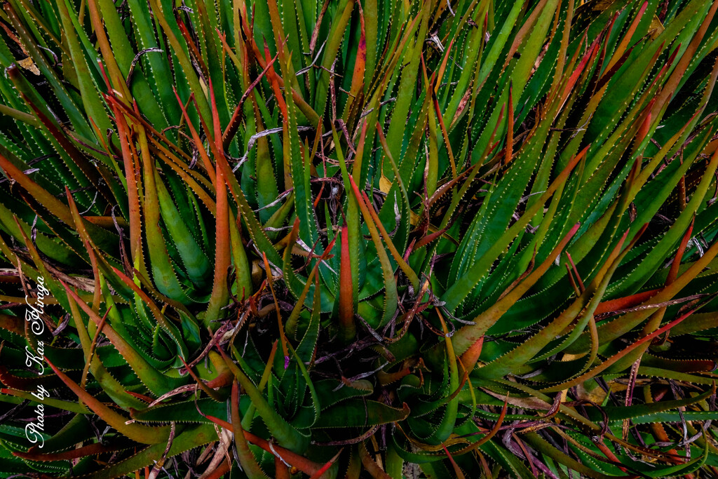 At a San Francisco Botanical Garden