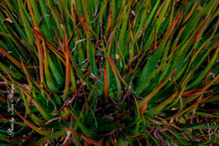 At a San Francisco Botanical Garden