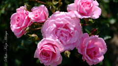 DSCF5750