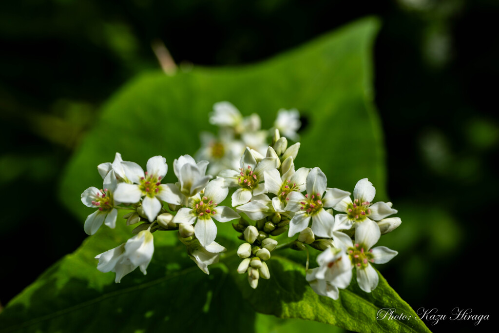 蕎麦の花