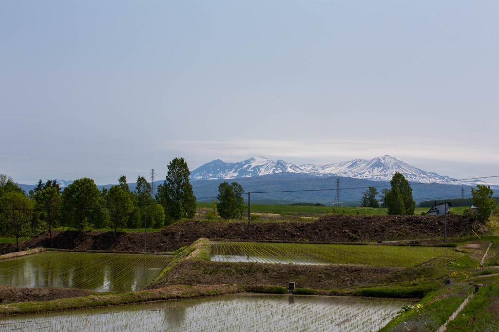 田植えのころ