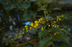 なんとか南天の花