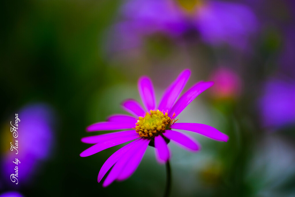 Petites fleurs