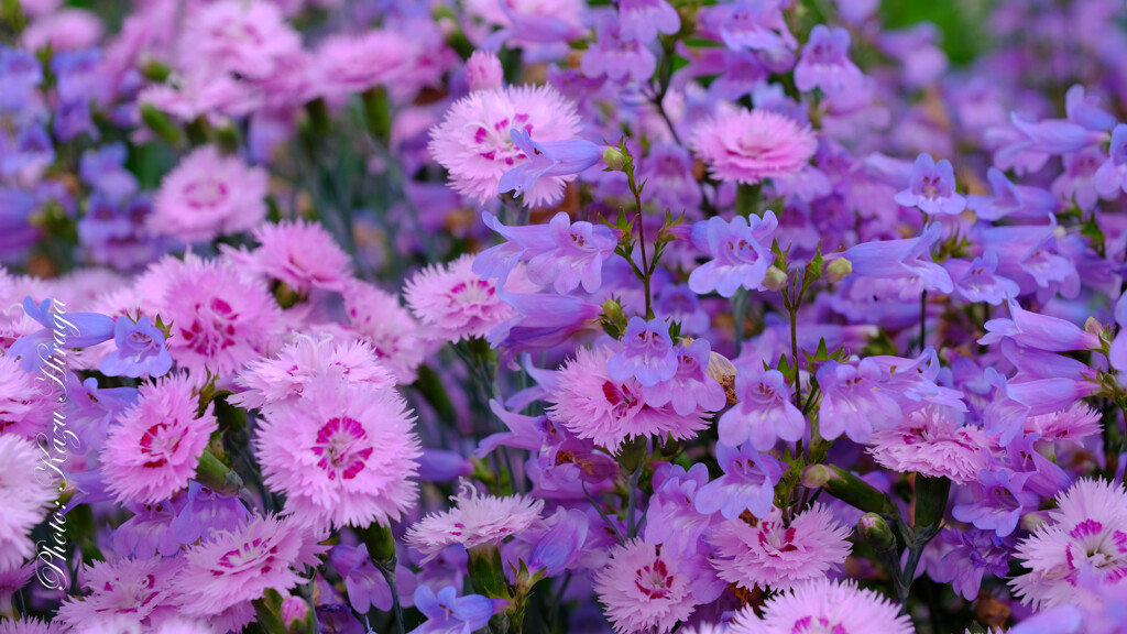 散歩花撮