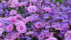 散歩花撮
