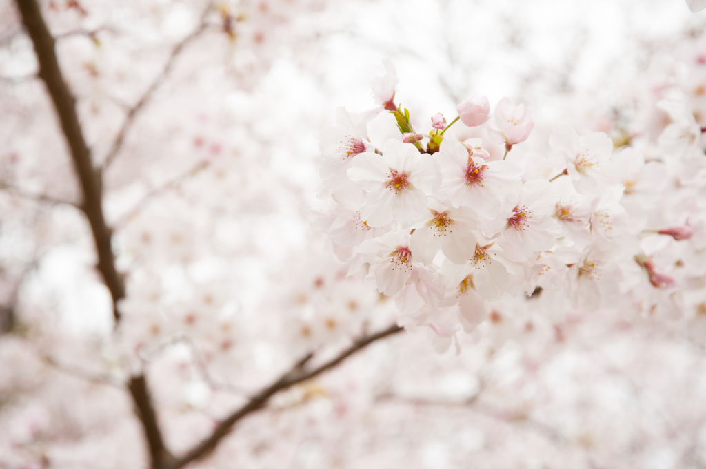Sakura Saku
