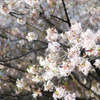 20140402-_DSC0009