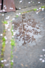 小さな桜影