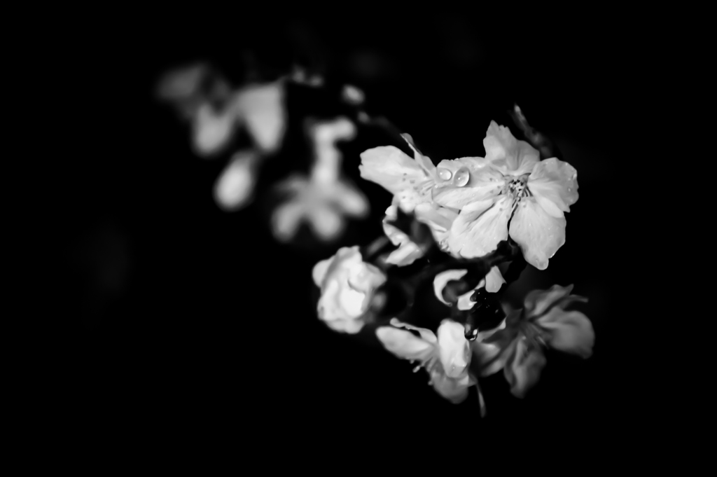 花の雫