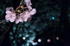 花あかり