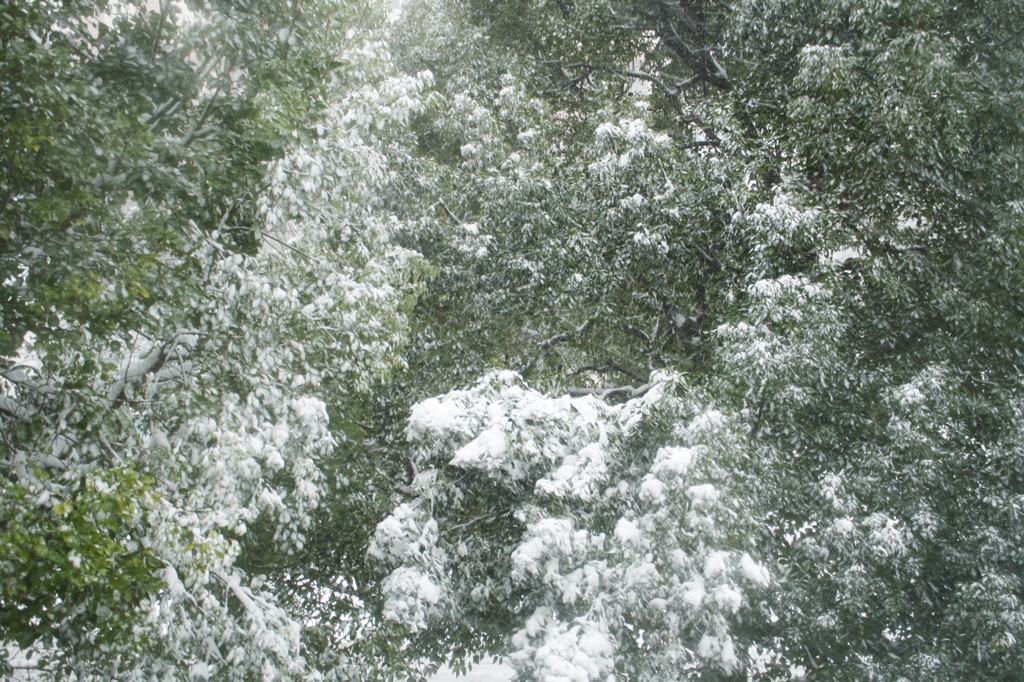 green×snow