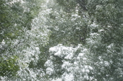 green×snow