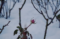 pink×snow