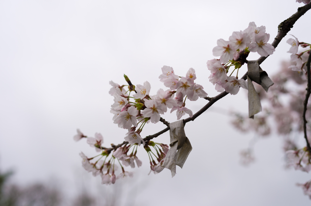桜に願いをこめて。