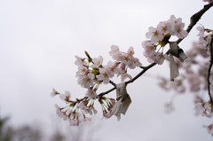 桜に願いをこめて。