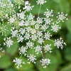 白い花火