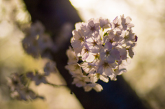 blossom bouquet