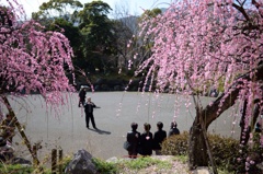 枝垂れ梅