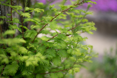 green!