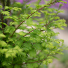 green!